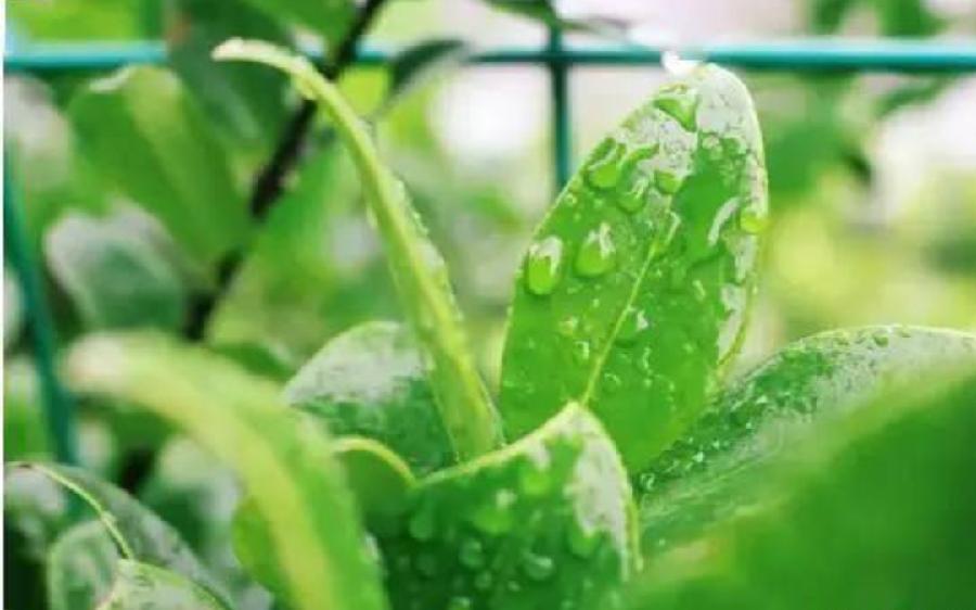祥云诗歌《逢雨露营》主播：俏夕阳；编辑：小鱼儿 【北疆头条】（第274期）（图2）