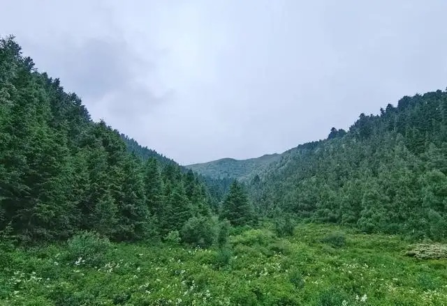 【新诗大观】绿野之恋（外一首）||文/王淑霞