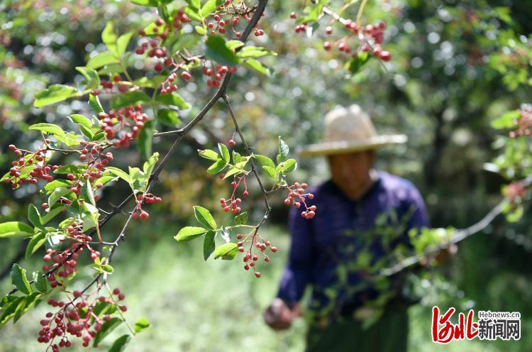 河北井陉：小花椒做成大产业（图2）