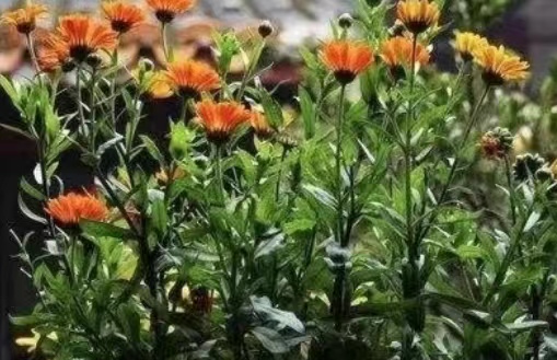 秋来（外二首）文／山乡（湖北）【冰心文化传媒】（图4）