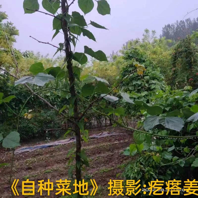 国风上海社 第《十二期诗刊》—北京头条（图31）