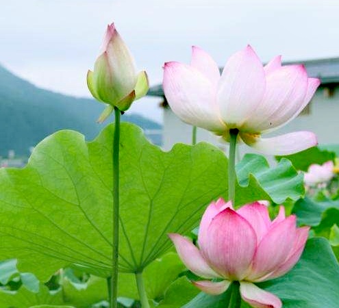 刘伯华诗歌《走进金秋》主播：梦露；编辑：香乡【北疆头条】（第275期）（图8）