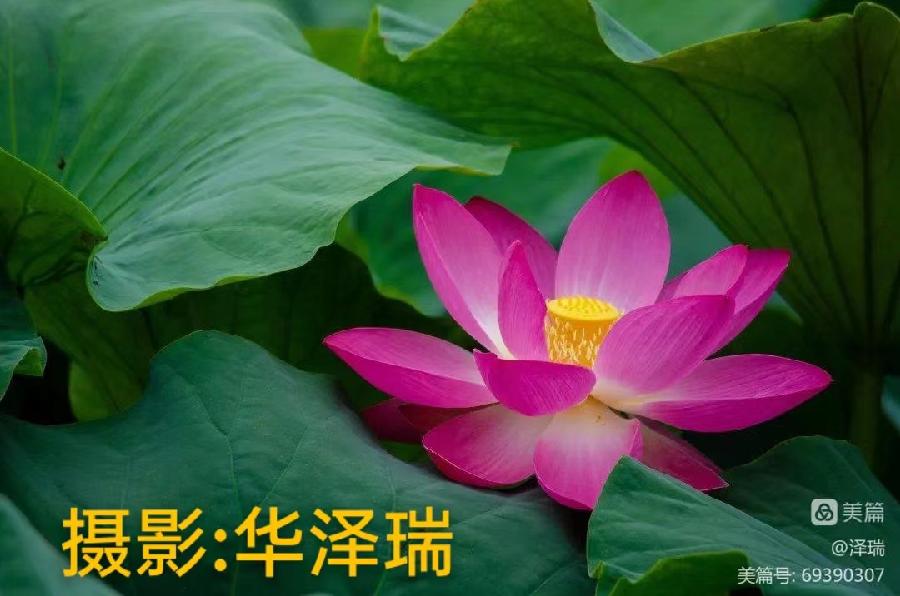 国风上海社 第《十二期诗刊》—北京头条（图51）