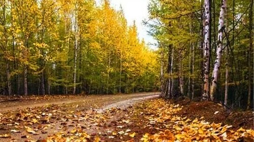 《立秋，凝望一朵花流泪》作者:龚小猪【主播:金牌主播:知语】[桃源♬ 馨声]（图9）