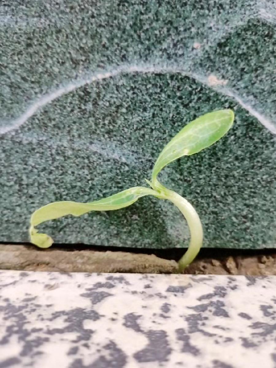 七排律 题瓜藤墙缝求生 作者:吴云钦（图2）