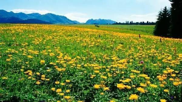 中华诗艺社黑龙江分社/诗人刘耀南:水调歌头·咏菊（图3）