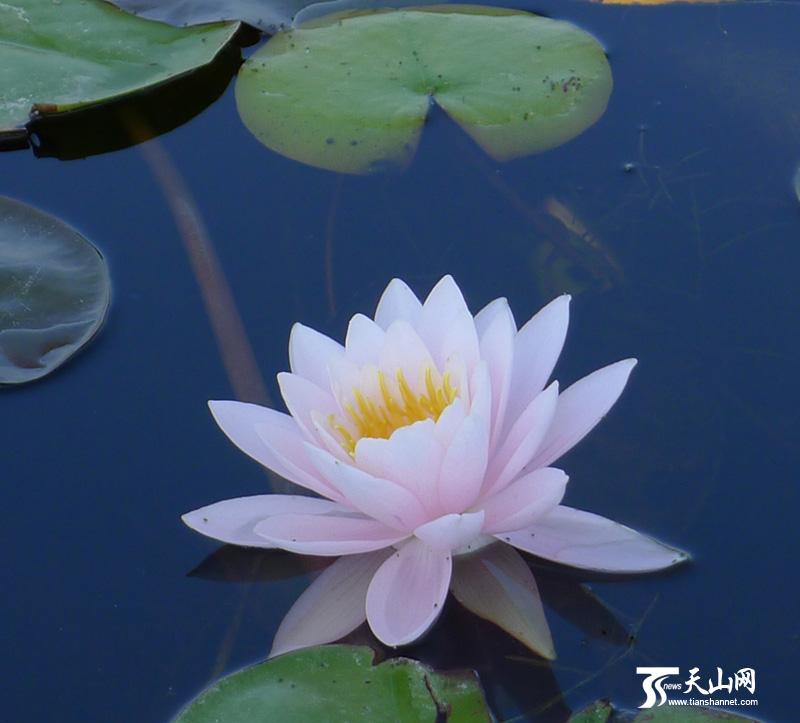 〔诗词小辑四〕作者 齐宪(哈尔滨)【冰心文化传媒】主编 冰心（图10）