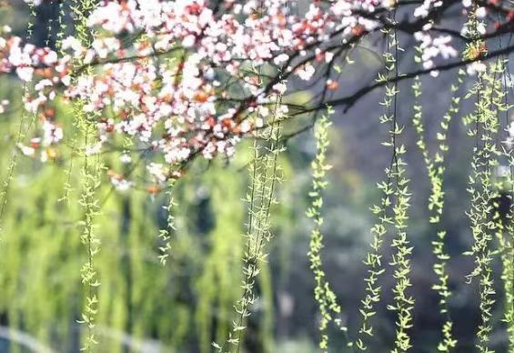 【中国长江文学社】有声文学平台《长长的三月》作者/高海涛 诵读周圣凯制作宋梅【第4286期】(图8)
