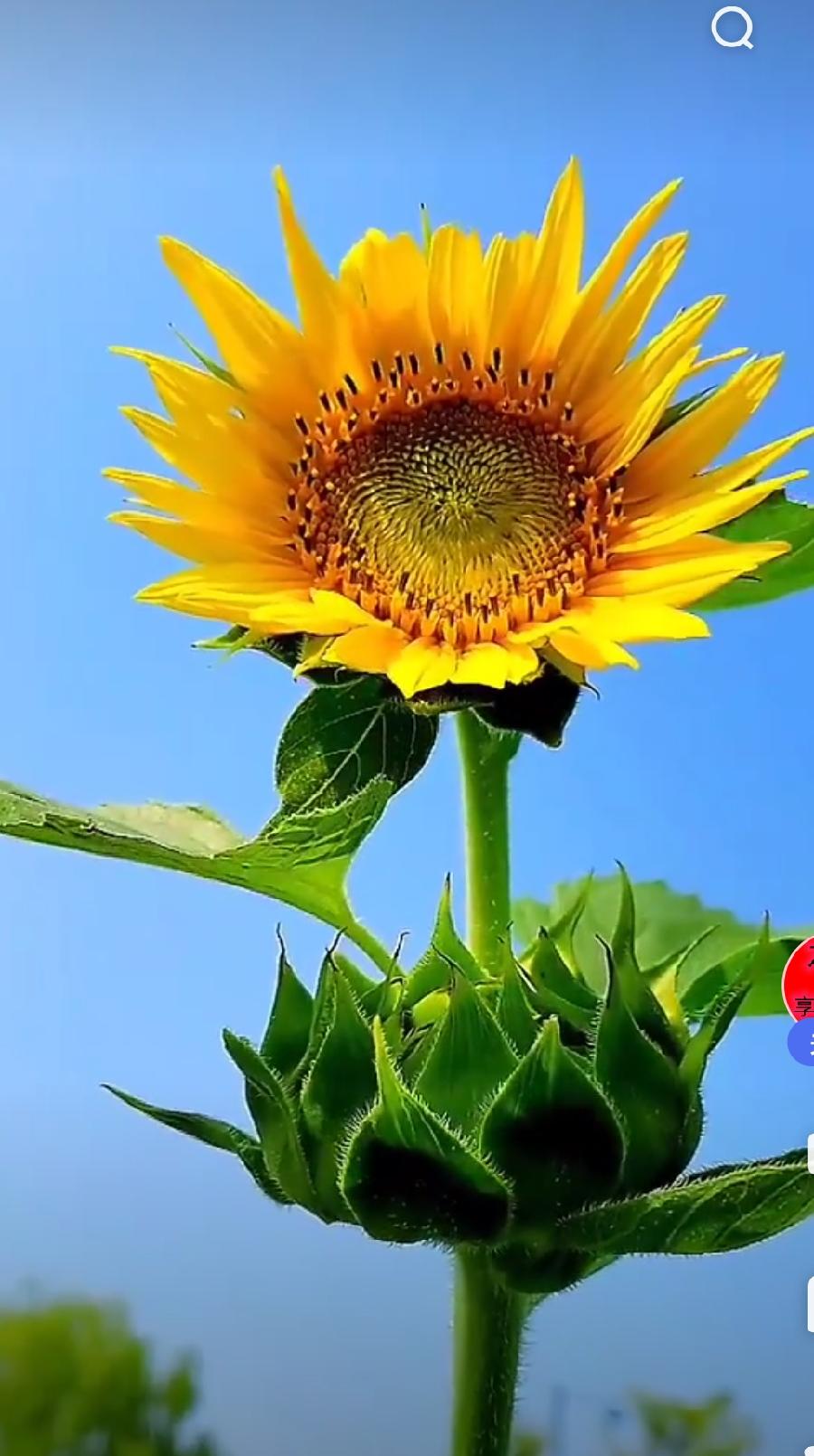 【华夏明篇】分享方亮老师《注重保健不得病》请欣赏（图15）