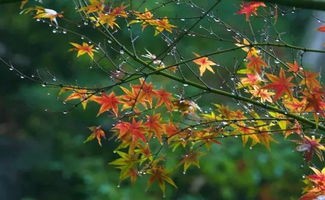 《秋雨》作者:风清【主播:金牌主播:玲子】【桃源国际诗歌集团】[桃源♬ 馨声]（图6）