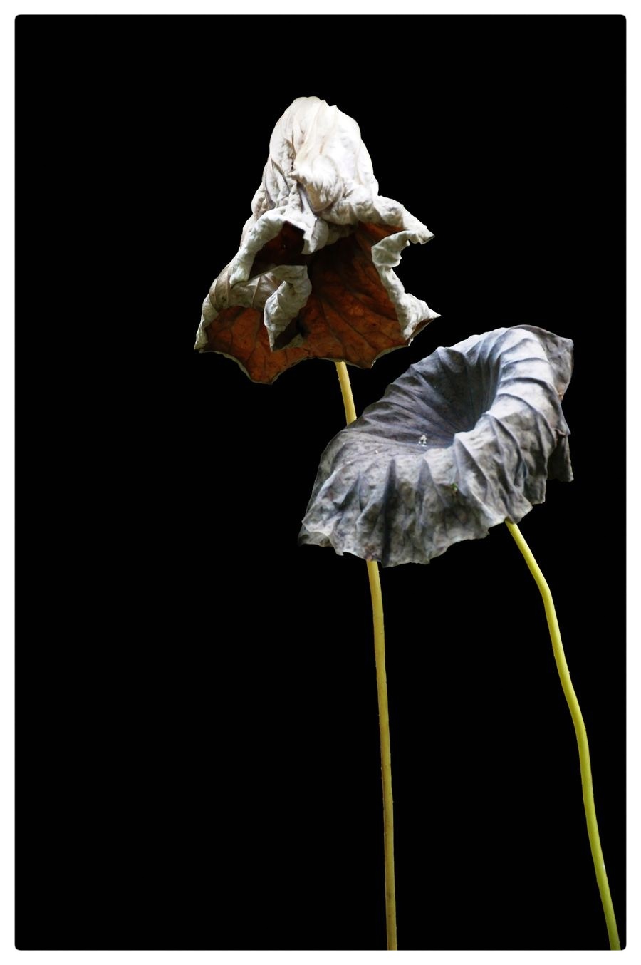 一池残荷如诗画,残花风骨绽余辉||朱自清作品《残荷.余韵》怡霖朗诵(图4)