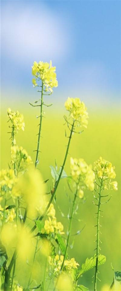 文盅诗歌《与花相伴》主播：香乡；编辑：香乡【北疆头条】（第279期）（图15）