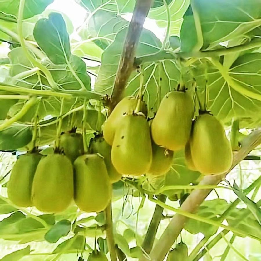 彭太光：恭迎九月（图4）