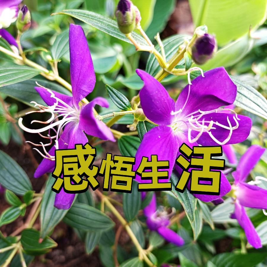 中华诗艺社黑龙江分社/太平王子:感悟生活（图3）