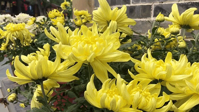 【神都诗社】第029期《咏菊》（图14）