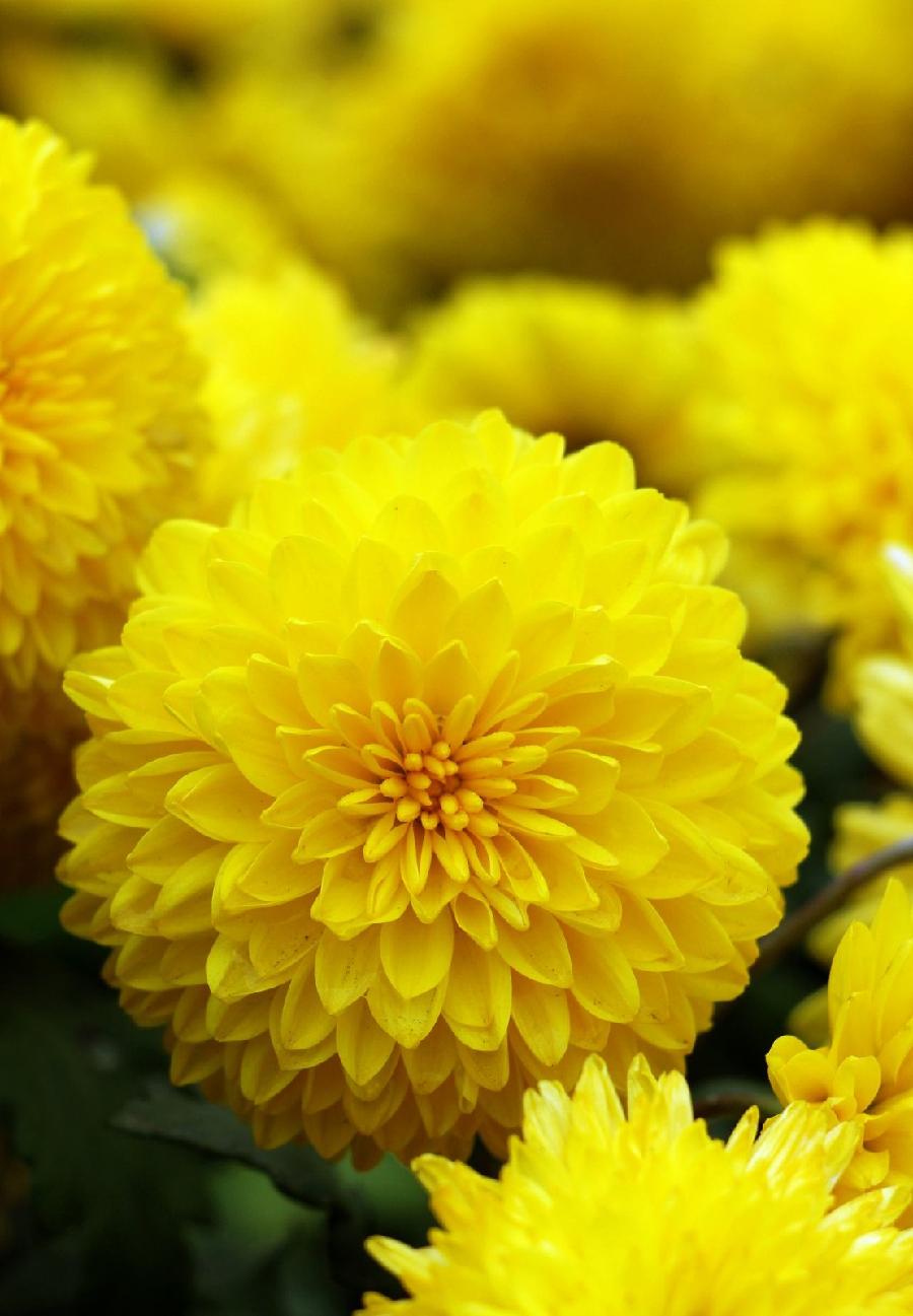 【神都诗社】第029期《咏菊》（图19）