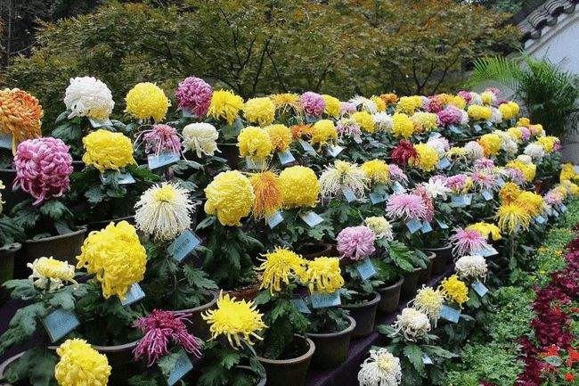 【神都诗社】第029期《咏菊》（图24）