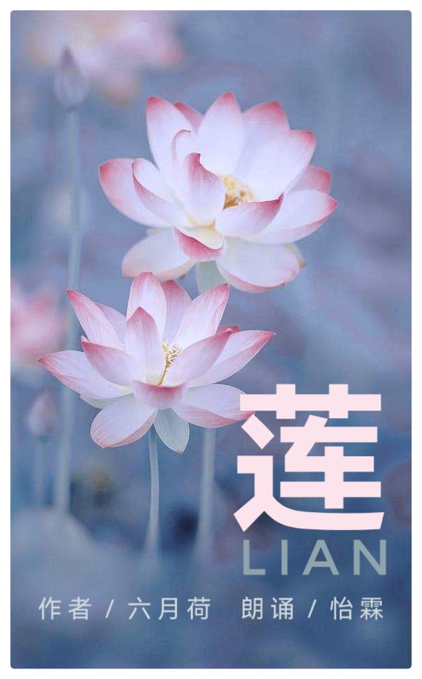 若我是莲花 遗世而独立||六月荷作品《莲》怡霖朗诵（图2）