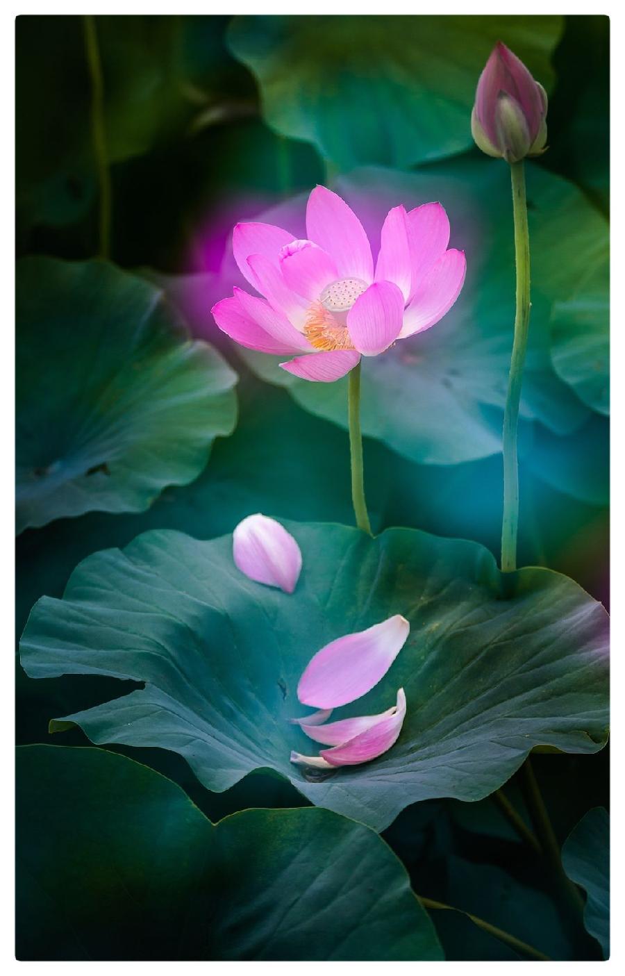 若我是莲花 遗世而独立||六月荷作品《莲》怡霖朗诵（图6）