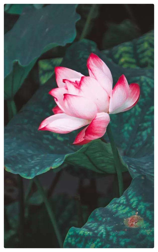 若我是莲花 遗世而独立||六月荷作品《莲》怡霖朗诵（图8）