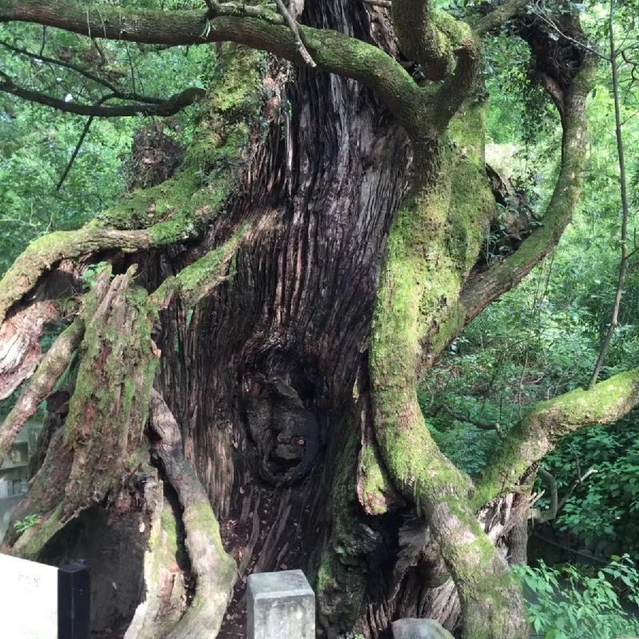 七绝：古樟 贾子进（浙江）