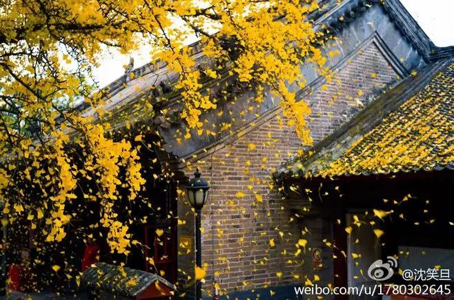 七绝：古樟 贾子进（浙江）（图3）