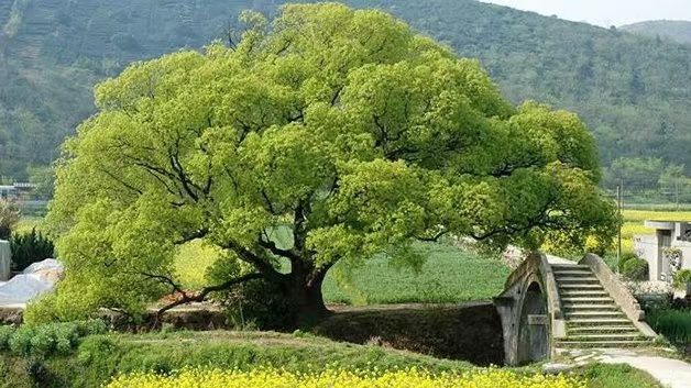 七绝：古樟 贾子进（浙江）（图2）