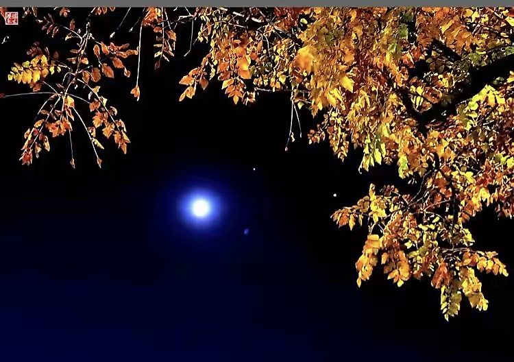 【新诗大观】秋夜思||文/花惜柔||诵/李保红(图2)