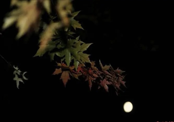【新诗大观】秋夜思||文/花惜柔||诵/李保红