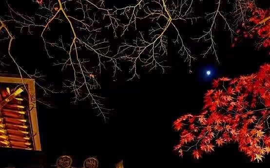 【新诗大观】秋夜思||文/花惜柔||诵/李保红(图4)