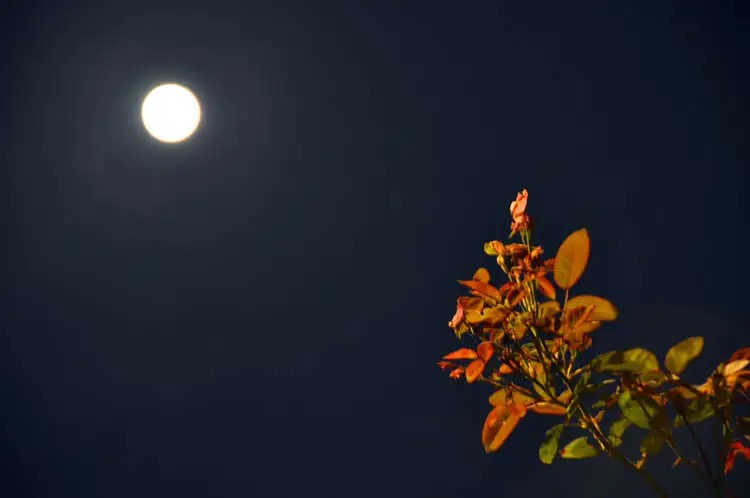 【新诗大观】秋夜思||文/花惜柔||诵/李保红(图3)