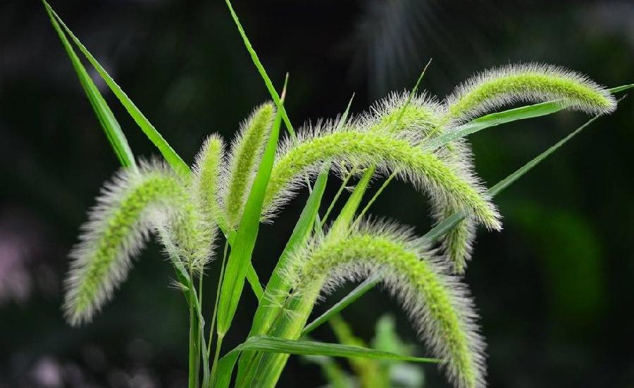 刘林丽诗歌作品184期《芦苇花与狗尾草》朗诵李华敏 编辑制作刘林丽(图6)