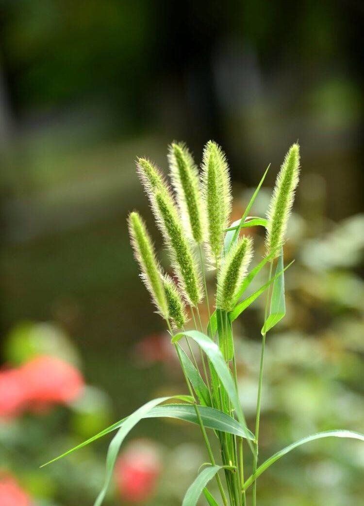 刘林丽诗歌作品184期《芦苇花与狗尾草》朗诵李华敏 编辑制作刘林丽(图7)