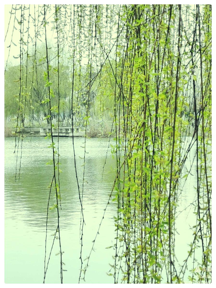 春的寄望∥作者：晓犁∥诵读：老菩提（图6）