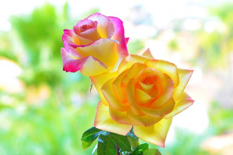散文诗:复活的月季花/文/诗缘(图3)