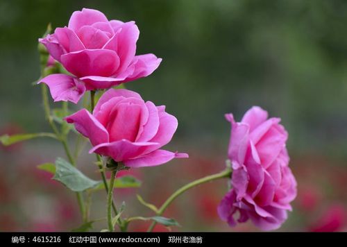 散文诗:复活的月季花/文/诗缘(图5)