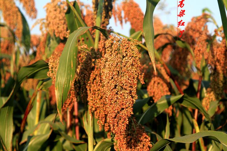 【华夏名篇】（十）刘春耀老师《咏秋》请欣赏（图5）