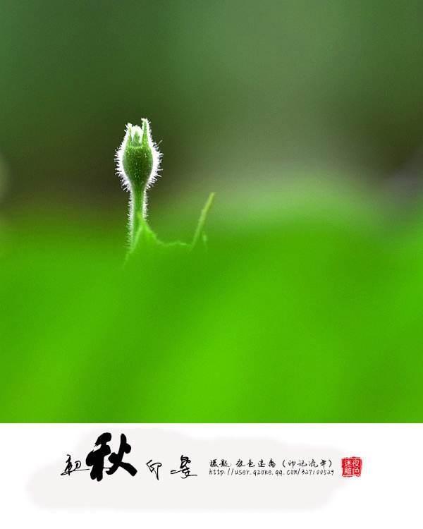 浅秋那一抹安然 作者 : 晚渡（图6）