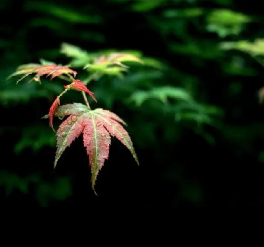 《北美翰苑散文诗社》0008期~周刊(图5)