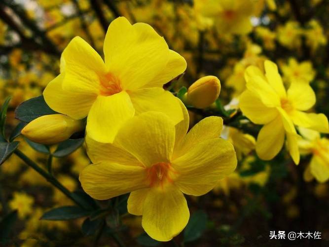 陈天培|咏花诗专辑十四首