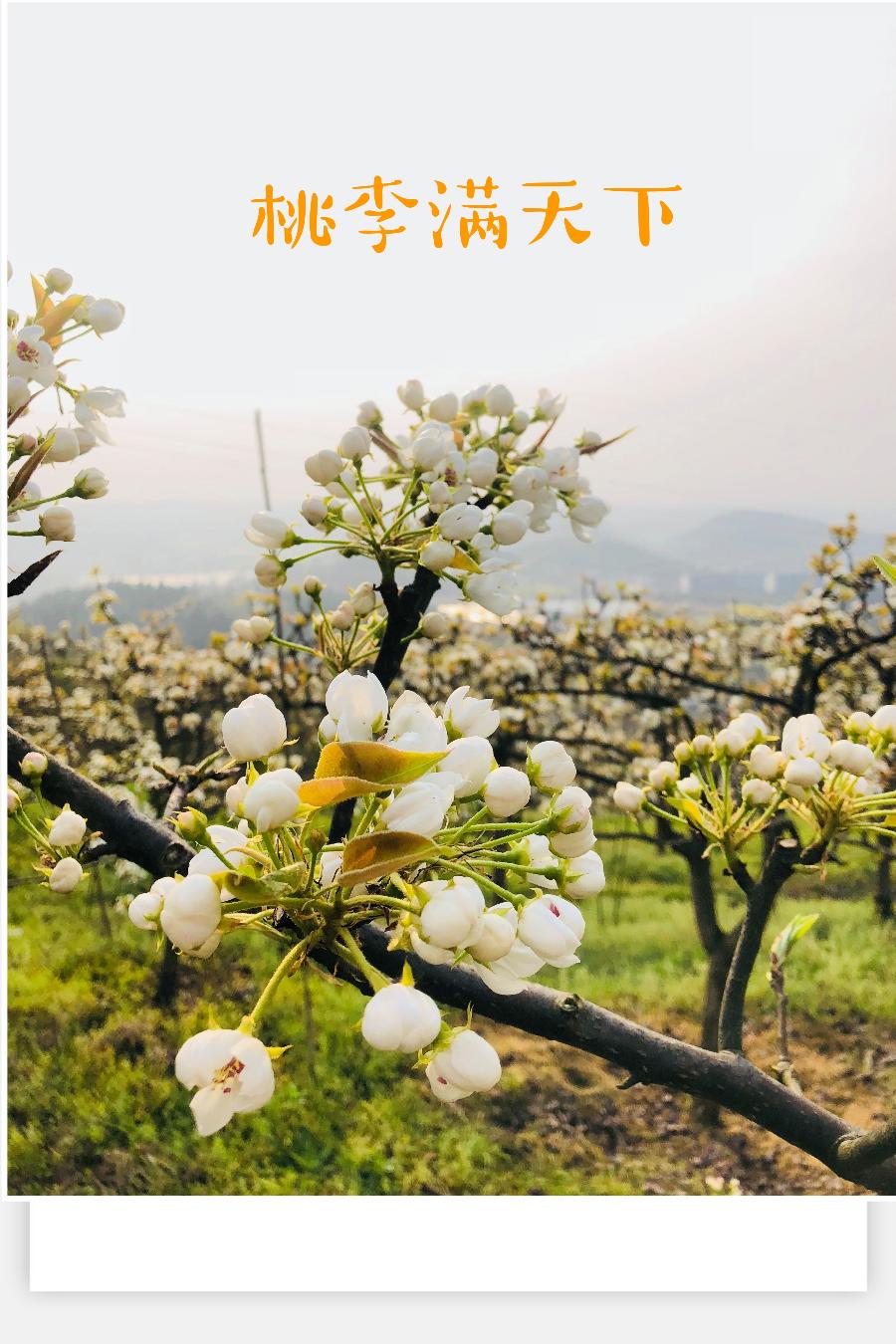 唐梦诗歌《你送我一程.我念您一生》主播：傲雪红梅；编辑：香乡【北疆头条】（第282期）（图14）