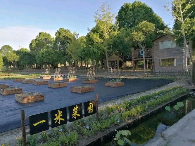 《多利农庄的香樟树》作者：丹桂飘香【主播：金牌主播：马艺军】【桃源国际诗歌集团】[桃源♬ 馨声]（图9）