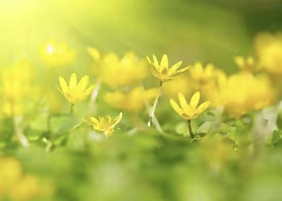 【新诗大观】写给生活里的阳光||文/最美的时光(图3)