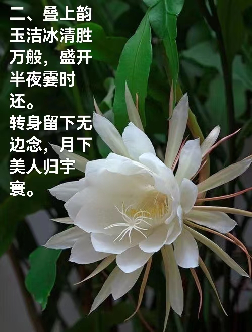 【神州源流诗苑】第735期[优秀近体诗]周刊（图3）