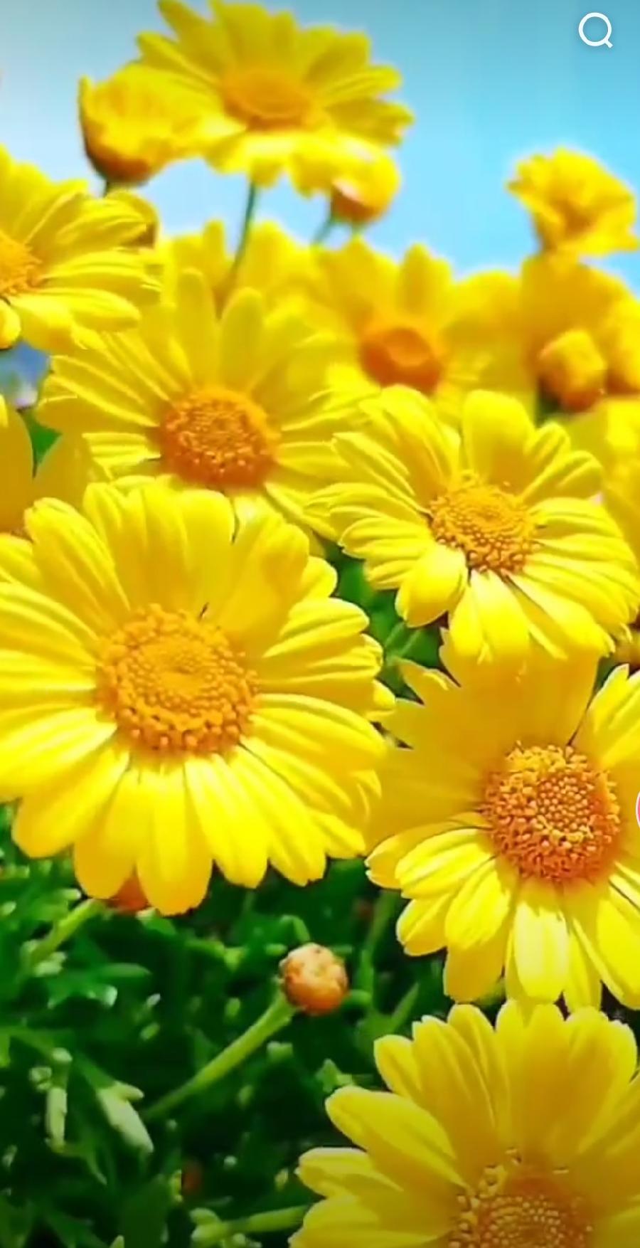 【北京头条】分享贾玉欣《七律•中秋节赋》四首请欣赏（图13）