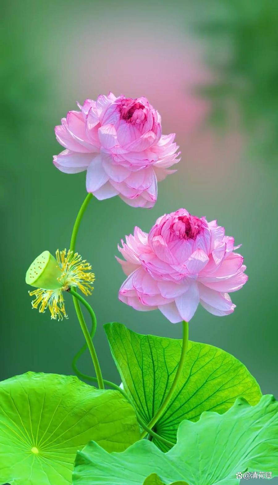 【华夏名篇】分享优秀诗人陈天堂老师《巡山日记》组诗请欣赏(图17)