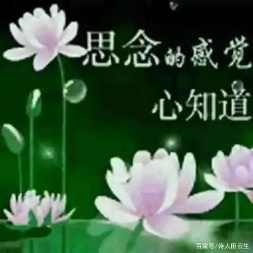 《思念》作者：白唐儿【主播：金牌主播：知语】【桃源国际诗歌集团】[桃源♬ 馨声]（图8）