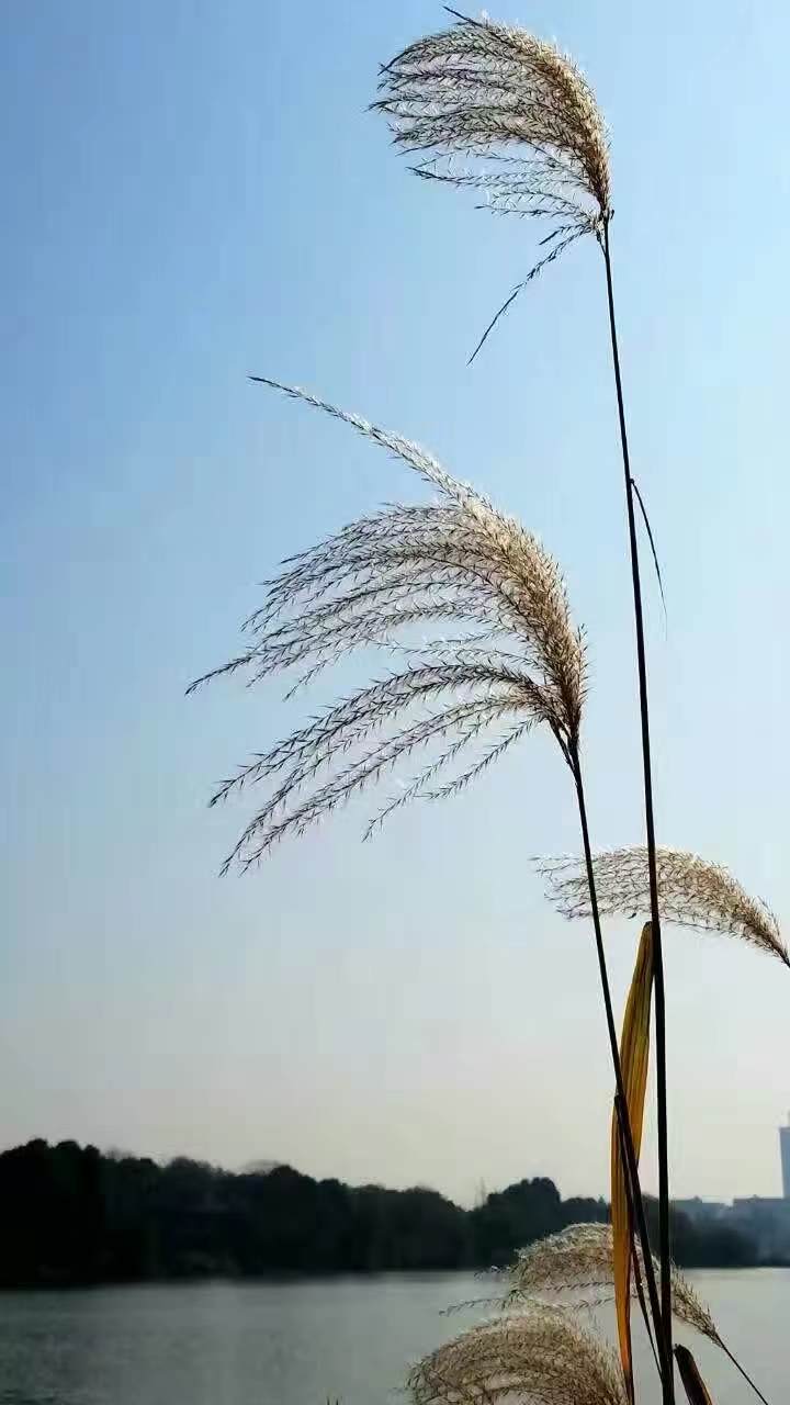 红梅诗歌文化传媒|| 把墨光抹在夕阳天边——乔兴振书法专辑||作者：品味人生 书法：乔兴振（图63）