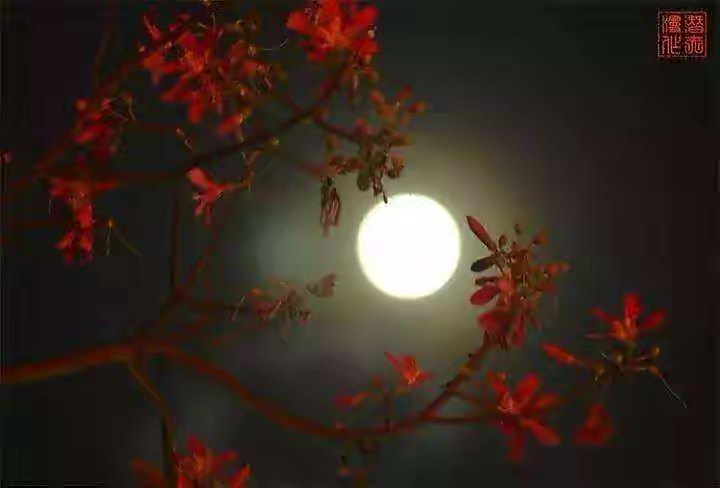 【新诗大观】月圆之夜||文/花惜柔||诵/李保红(图4)