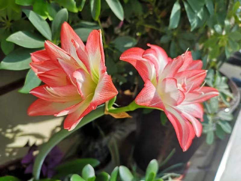 双节吟 | 文图/耿连兵
